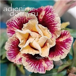 Adenium Obesum Double Flower GORR