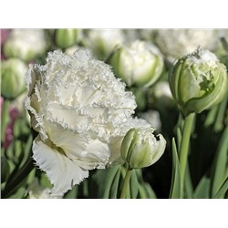 Тюльпан Snow Crystal "Сноу Кристал" 5шт