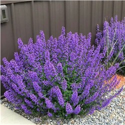 Саженцы Котовник Волкерс Лоу, арт.: 73028