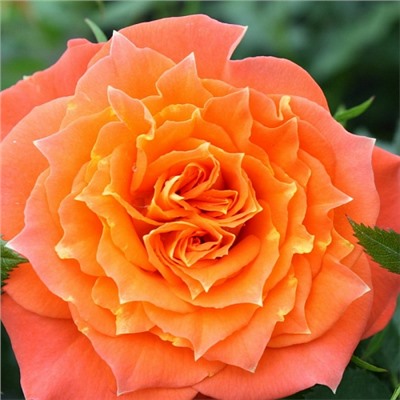 Роза спрей Mandarin "Мандарин"