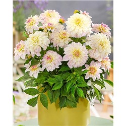 Клубни Георгин миниатюрный Гэллери Моне, арт.: 74622