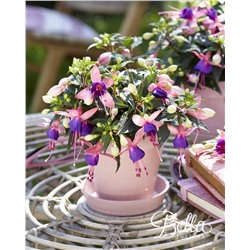 Набор фуксий №2