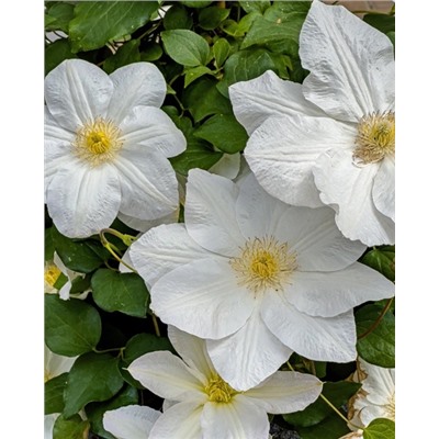 Саженцы Клематис Шираюкихиме, арт.: 74875