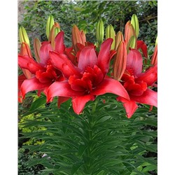 Луковицы Лилия азиатская махровая Болд Игл, фасовка: 1 саженец, арт.: 74640