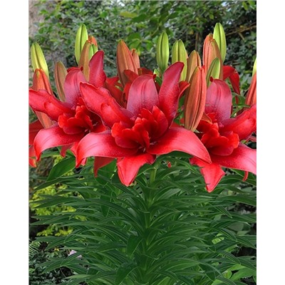 Луковицы Лилия азиатская махровая Болд Игл, фасовка: 1 саженец, арт.: 74640