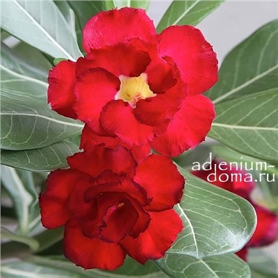 Adenium Obesum Double Flower NEW-45
