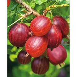 Саженцы Крыжовник Фридония, арт.: 896