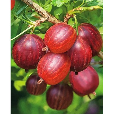 Саженцы Крыжовник Фридония, арт.: 896