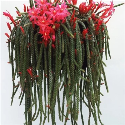 Семена кактуса (35 шт), Cactus Succulent Seeds, произв. Earth Hopper
