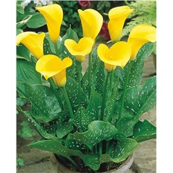 Луковицы Калла Санклаб, арт.: 73017