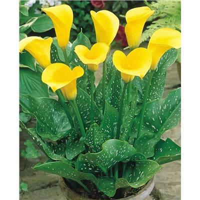 Луковицы Калла Санклаб, арт.: 73017