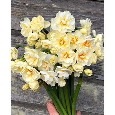 Луковицы Нарцисс Сэр Уинстон Черчилль, арт.: 73214