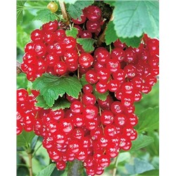 Саженцы Смородина Уральская красавица, арт.: 20093