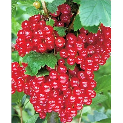 Саженцы Смородина Уральская красавица, арт.: 20093