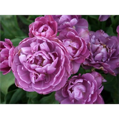 Тюльпан Lilac Perfection "Лайлек Перфекшн" 5шт