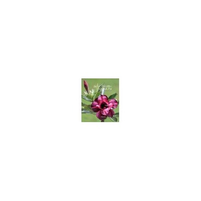 Adenium Obesum Double Flower SCORPIO