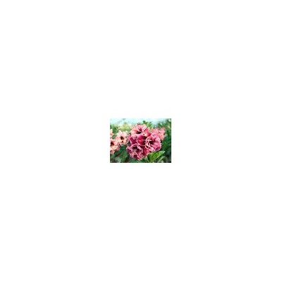 Adenium Obesum Double Flower KASUMI (TASTE OF LOVE)