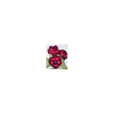 Adenium Obesum Double Flower DMC