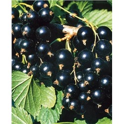 Саженцы Смородина черная Сокровище, арт.: 158