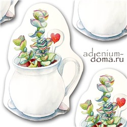 Открытка Crassula PERFORATA (Крассула, Толстянка)