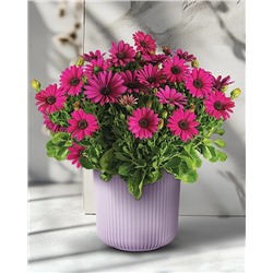 Саженцы Остеоспермум Санни Компакт Эмма, арт.: 73894