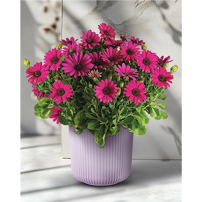 Саженцы Остеоспермум Санни Компакт Эмма, арт.: 73894