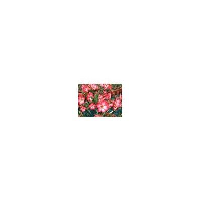 Adenium Obesum Desert Rose PINK
