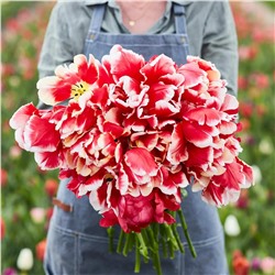 Луковицы Тюльпан попугайный Ди Джей Пэррот, арт.: 75155