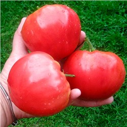 Семена Томат Малиновый румяный, арт.: 74367