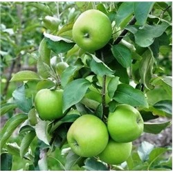 Саженцы Яблоня Гренни Смит, арт.: 74564