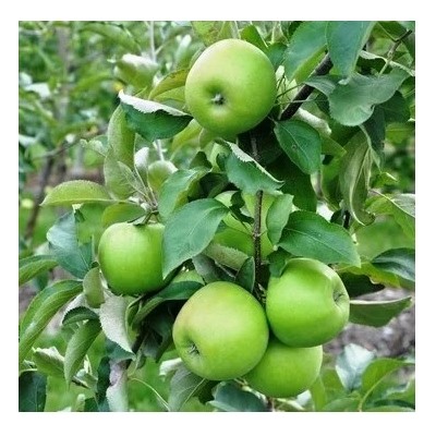 Саженцы Яблоня Гренни Смит, арт.: 74564
