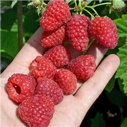 Саженцы Малина ремонтантная Нижегородец, арт.: 75083