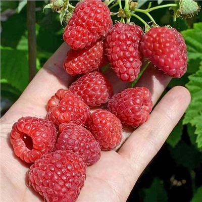 Саженцы Малина ремонтантная Нижегородец, арт.: 75083