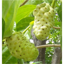 Лечебный чай из сушеных нони 75 гр