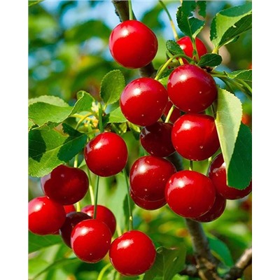 Саженцы Вишня Стандарт Урала, арт.: 74553