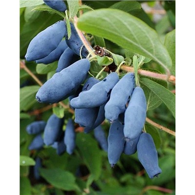 Саженцы Жимолость Синий утес, арт.: 20159