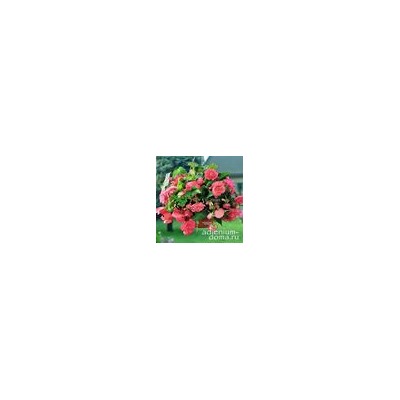 Begonia ILLUMINATION ® 'ROSE' (Бегония)