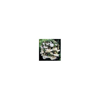 Begonia ILLUMINATION ® 'WHITE' (Бегония)