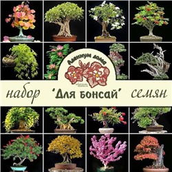 Набор семян деревьев 'ДЛЯ БОНСАЙ'