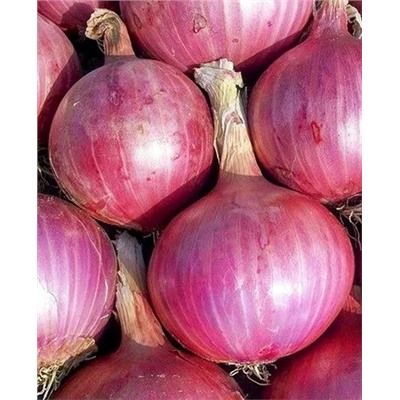 Лук севок Розанна, арт.: 70300