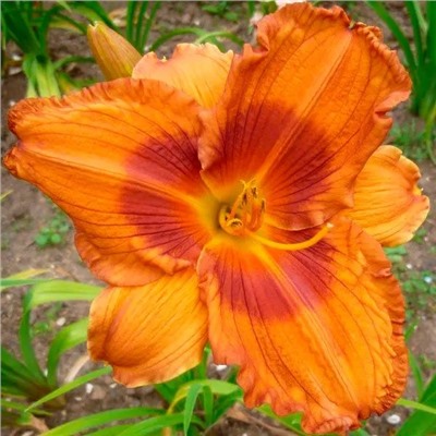 Корни (саженцы) Лилейник Дюк оф Дарем, фасовка: 1 луковица, арт.: 75209