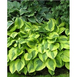 Корень Хоста Мун Сплит, арт.: 69964