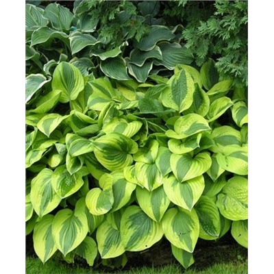 Корень Хоста Мун Сплит, арт.: 69964