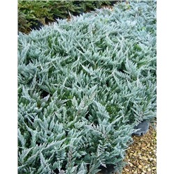 Саженцы Можжевельник горизонтальный Блю Чип, арт.: 74876
