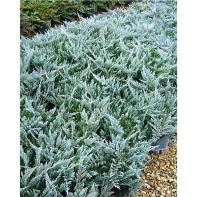 Саженцы Можжевельник горизонтальный Блю Чип, арт.: 74876