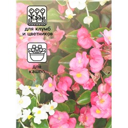 Семена цветов Бегония вечноцветущая «Сенатор F1», смесь, однолетник, 10 шт., «Аэлита»