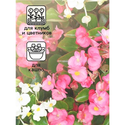 Семена цветов Бегония вечноцветущая «Сенатор F1», смесь, однолетник, 10 шт., «Аэлита»