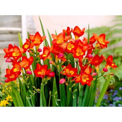 Фрезия махровая красная "Freesia Red" 10шт