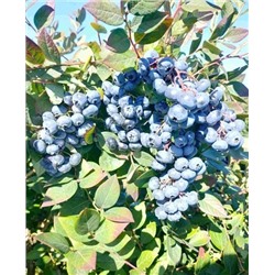 Саженцы Голубика Норт блю, арт.: 69041