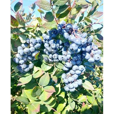 Саженцы Голубика Норт блю, арт.: 69041